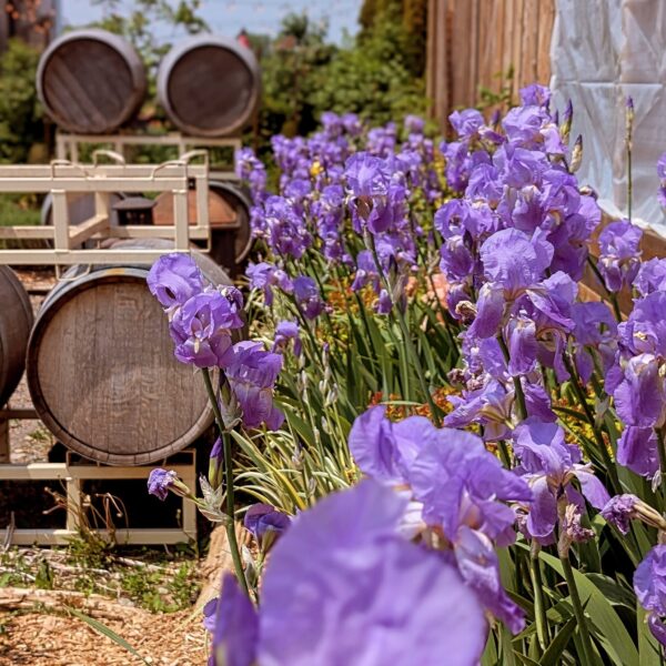 Book Prince Edward County Wine Tour